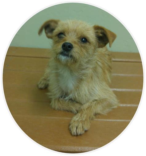 bakersfield dog shelter|bakersfield puppies for adoption.